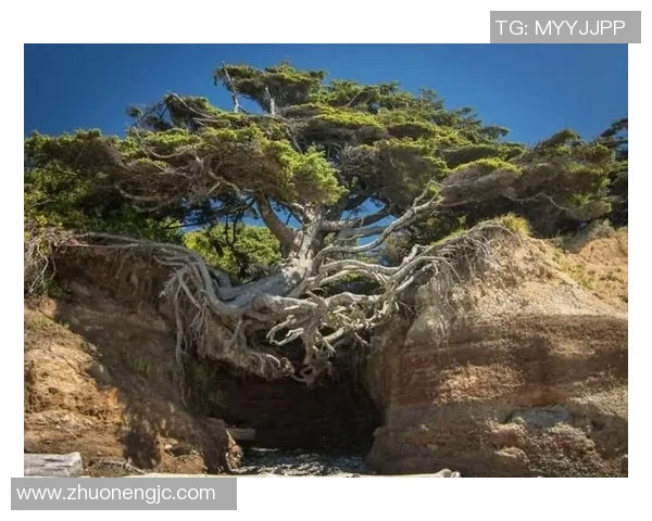 巴西足球明星排名及其精彩瞬间展示图片合集